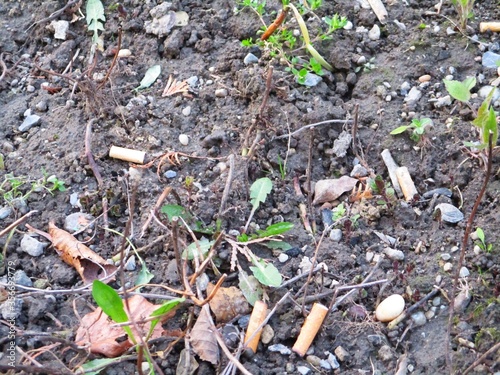 Wallpaper Mural Zigarettenstummel im Beet Torontodigital.ca