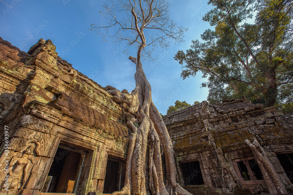Fototapeta premium Ruins Ta Prohm temple and Banyan Tree Roots, Angkor Wat complex, Siem Reap, Cambodia.