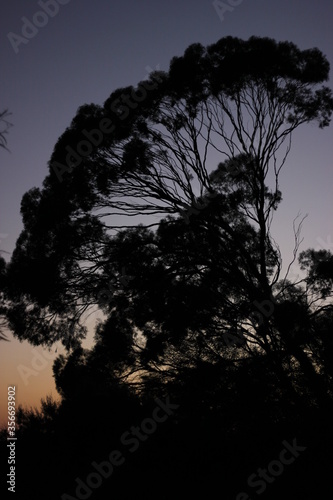 Silhouette of tall tree against sunset blue and orange sky