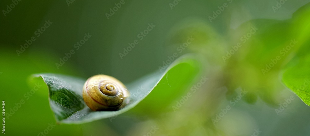 Escargot sur une feuille d'arbre en forêt - nature biodiversité pluie Escargot sur une feuille d'arbre en forêt - nature biodiversité pluie