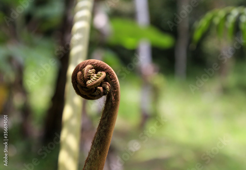Young tree fern slowly unfurling in spring for new growth. Spiral frond close up macro of furry, hairy texture with tropical palm tree in blurred background. Foliage gradual slowly unfold