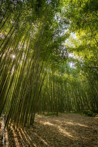 Bamboo green forest in Coimbra, Portugal