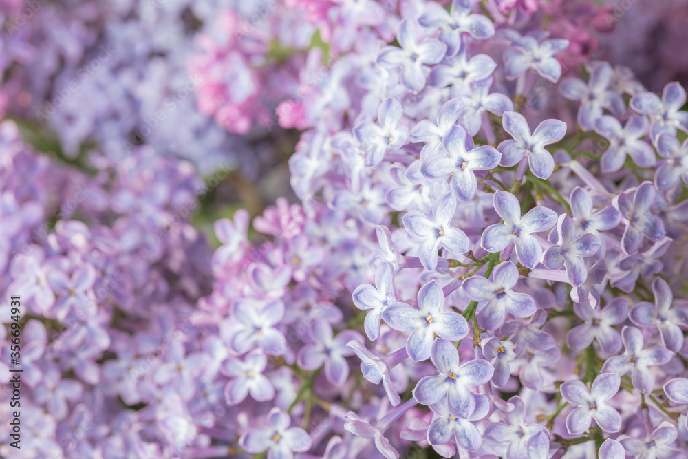 Flowers of Lilac (Syringa vulgaris). Shallow depth of field, selective focus