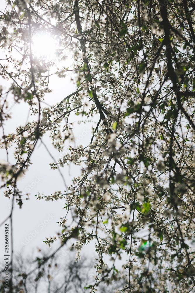 Fototapeta premium trees in spring