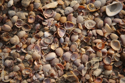 filled frame background wallpaper shot of endless millions of old tiny colorful shells  clams and coquilles covering the beautiful wild white sand beach in Aonang  Krabi  Thailand