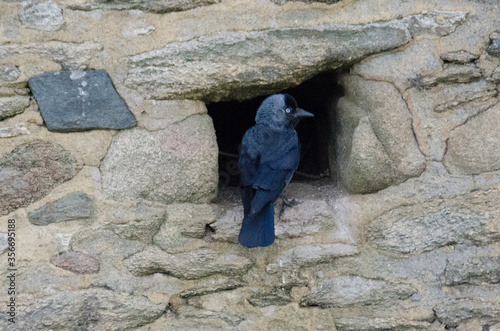 Eurasian Jackdaw at the Chateau de Suscinio