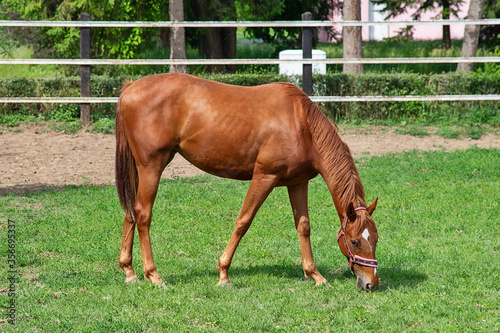 A horse grazes grass on a farm © nedomacki