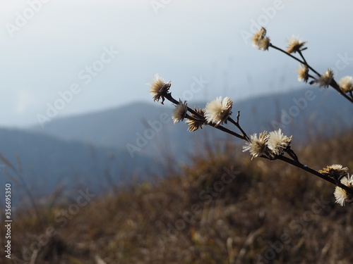 flower with mountain at Mon Chong, Omkoi, Chiang Mai,Thailand photo