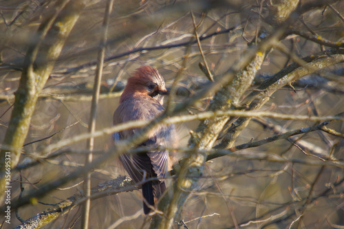 Blurry image of Eurasian jay looking through the branches on early spring day © Ilga