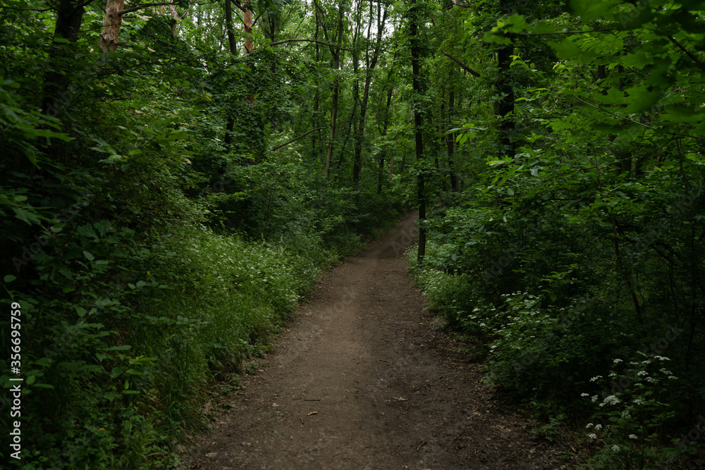path in the woods. path in the woods.