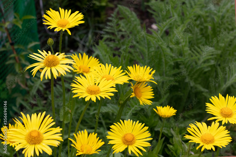 Doronicum yellow daisy flowers in the garden Doronicum yellow daisy flowers in the garden