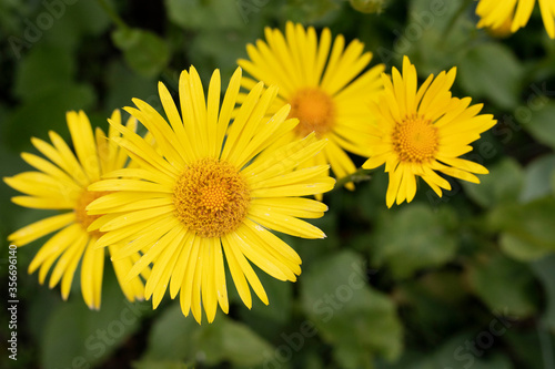 Doronicum yellow daisy flowers in the garden