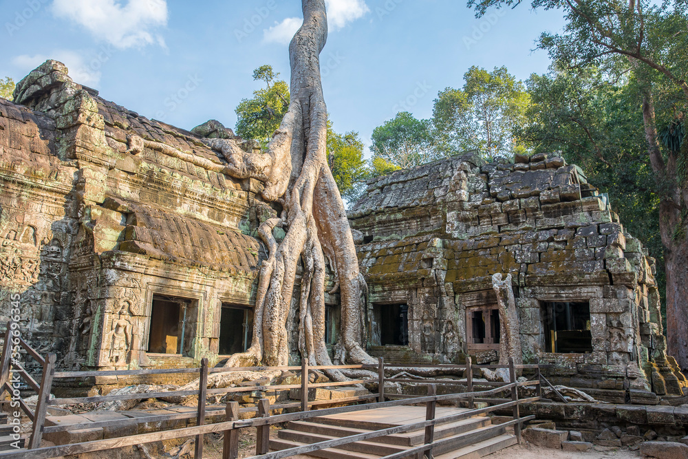 Ruins Ta Prohm temple and Banyan Tree Roots, Angkor Wat complex, Siem Reap, Cambodia.