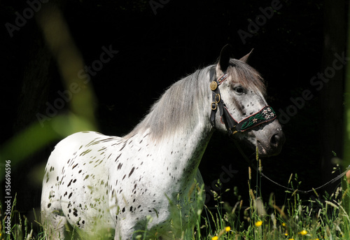 Noriker Kaltblut photo