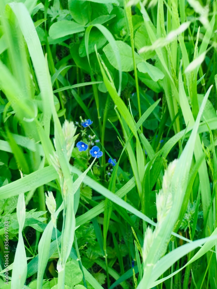 common blue dragonfly common blue dragonfly