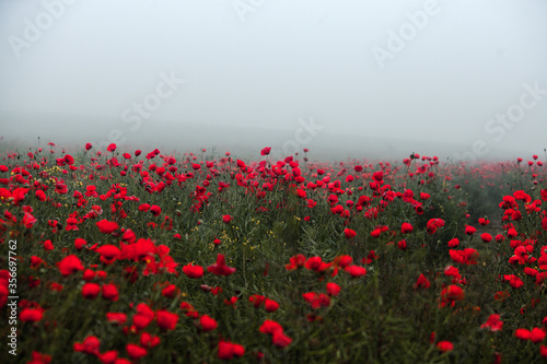 Beautiful field of red poppies in the sunset light. close up of red poppy flowers in a field. Red flowers background. Beautiful nature. Landscape. Romantic red flowers.