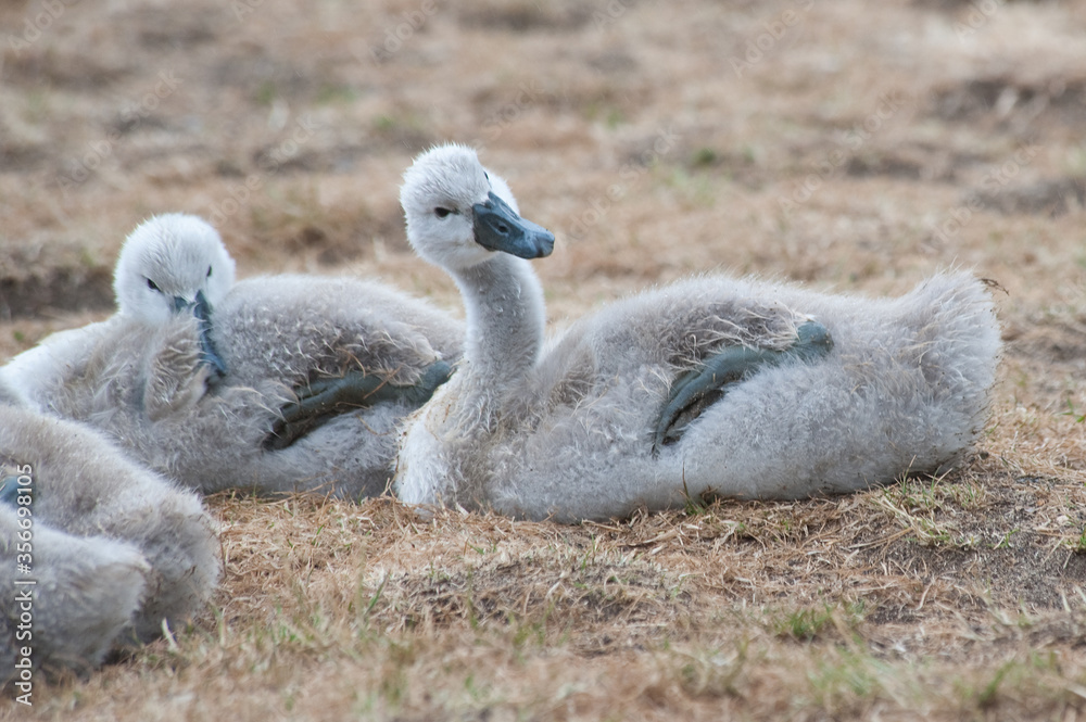 quirky posturing from young cygnet whilst the brood sleeps