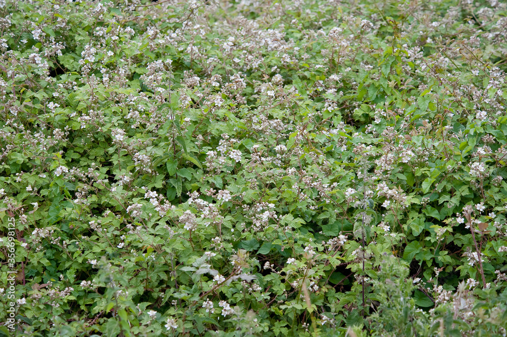 blackberyy flowers on brambles in early summer dorset england blackberyy flowers on brambles in early summer dorset england