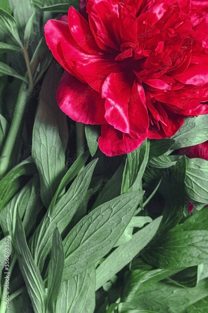 Background from green leaves and red petals of a peony flower. Green leaves and shiny peony petals.