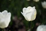 white tulip the symbol of spring, green grass, fresh beautiful flower