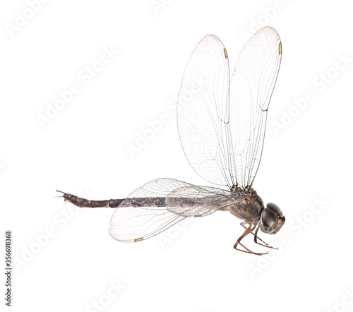 dragonfly isolated on a white background © evegenesis