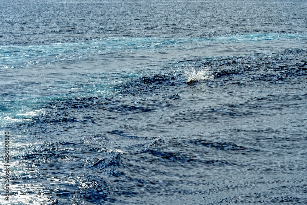 Naklejka premium Pilot whale in the sea