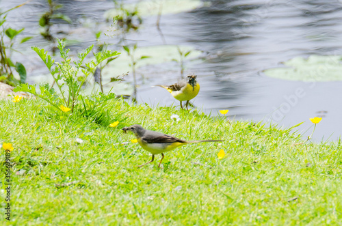 Grey Wagtail Couple near Elven, Brittany, France