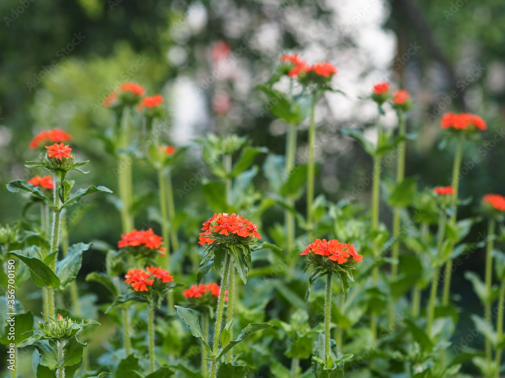 Botanical background of a spring flower.Hardy plant Lichnis chalcedonica or in everyday life called carnation blooms in the garden.