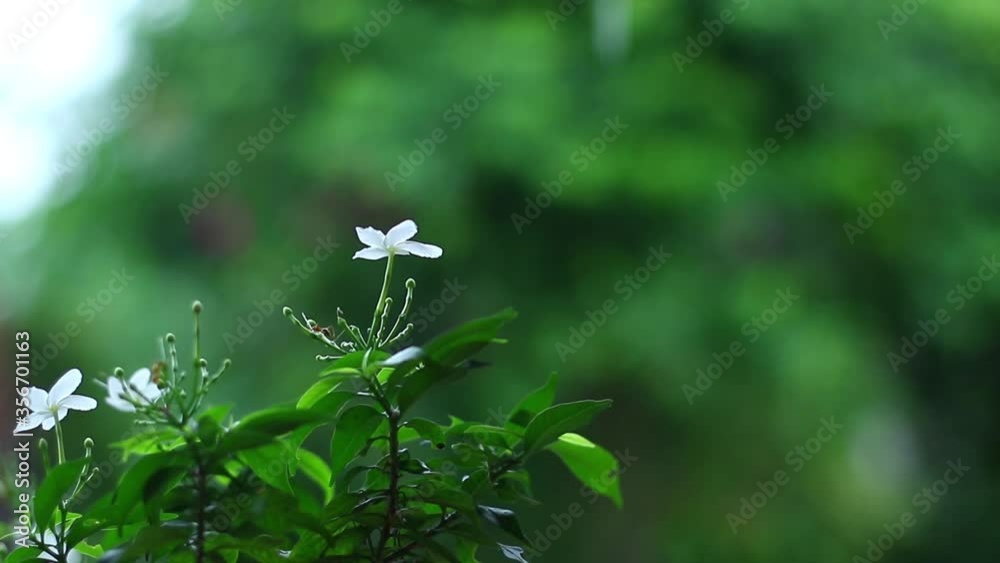 Small white flowers and green leaves in the rain Small white flowers and green leaves in the rain