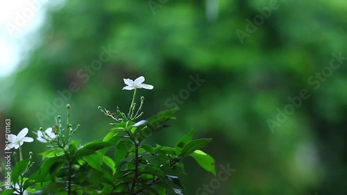 Small white flowers and green leaves in the rain