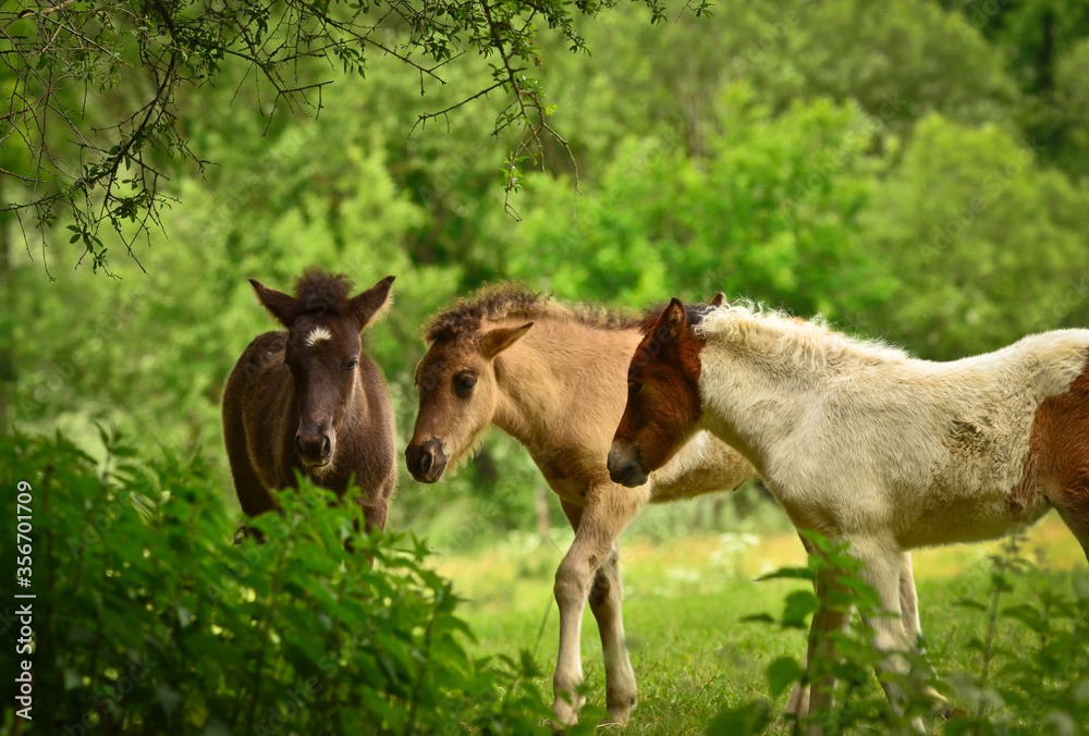 Three pretty and cute foals, a black one, a dun horse and a chestnut, Icelandic horse, foals, are playing and grooming together in the meadow, animal welfare, social behavior Three pretty and cute foals, a black one, a dun horse and a chestnut, Icelandic horse, foals, are playing and grooming together in the meadow, animal welfare, social behavior