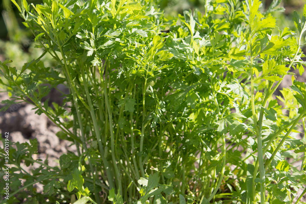 Young parsley on a garden bed grows densely in the sun. Fresh green parsley after rain in the garden Young parsley on a garden bed grows densely in the sun. Fresh green parsley after rain in the garden