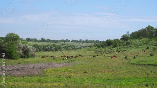 A herd of cows on a hilly area. Green clean pasture. Grazing cattle. Milk production.