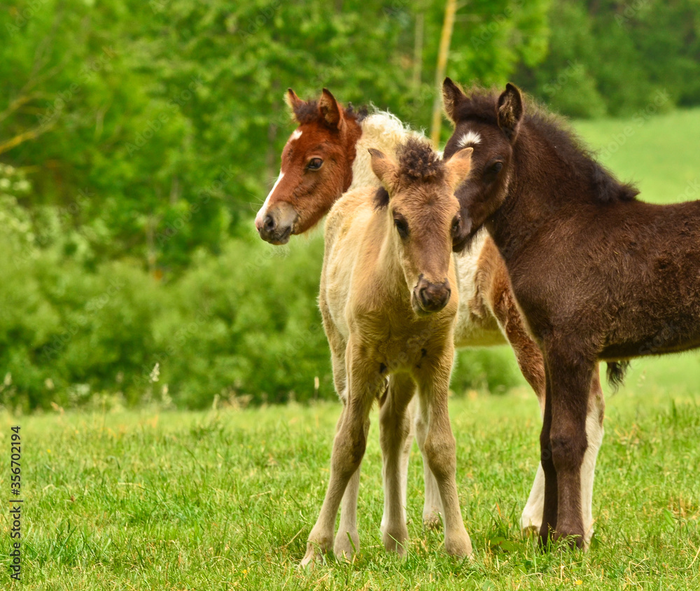 Three pretty and cute foals, a black one, a dun horse and a chestnut, Icelandic horse, foals, are playing and grooming together in the meadow, animal welfare, social behavior Three pretty and cute foals, a black one, a dun horse and a chestnut, Icelandic horse, foals, are playing and grooming together in the meadow, animal welfare, social behavior