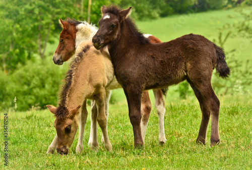 Three pretty and cute foals, a black one, a dun horse and a chestnut, Icelandic horse, foals, are playing and grooming together in the meadow, animal welfare, social behavior