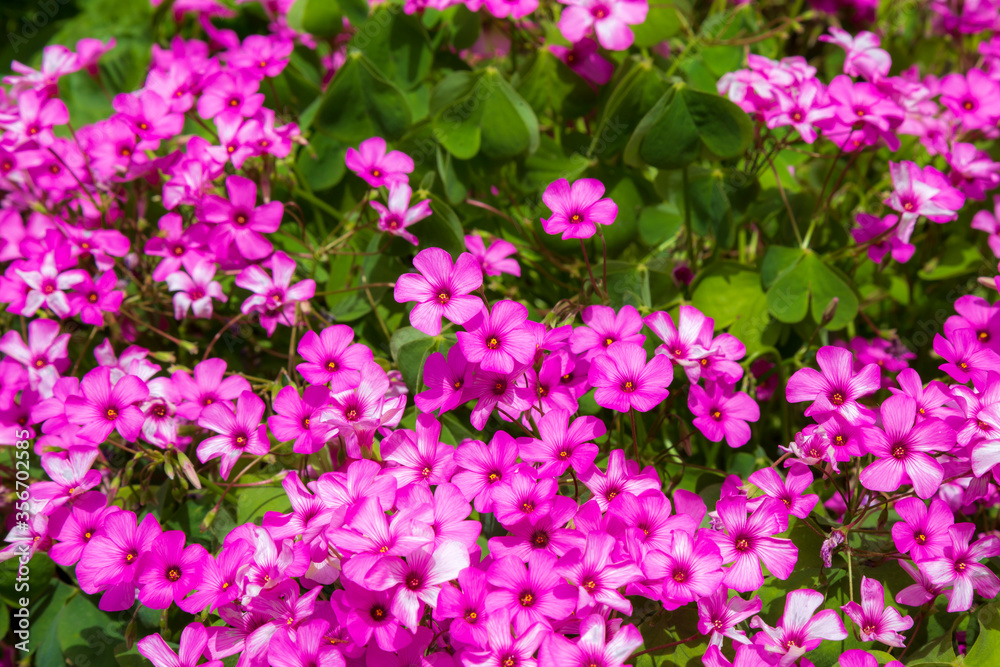 colorful spring flowers against a blurred background. Spring blooming tree with green leaves