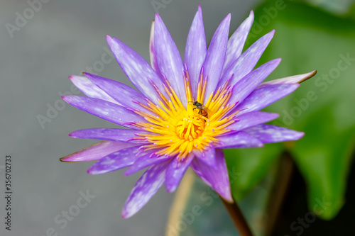 lotus flower with honey bee. Closeup focus of a beautiful pink lotus flower with bee collecting honey Soft focus  