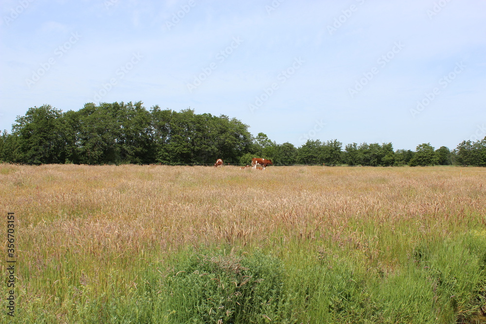 Dutch reddish brown cows in a beautiful rural setting with tall grass and a forest edge in the background. Photo was taken on a sunny day with a blue sky.