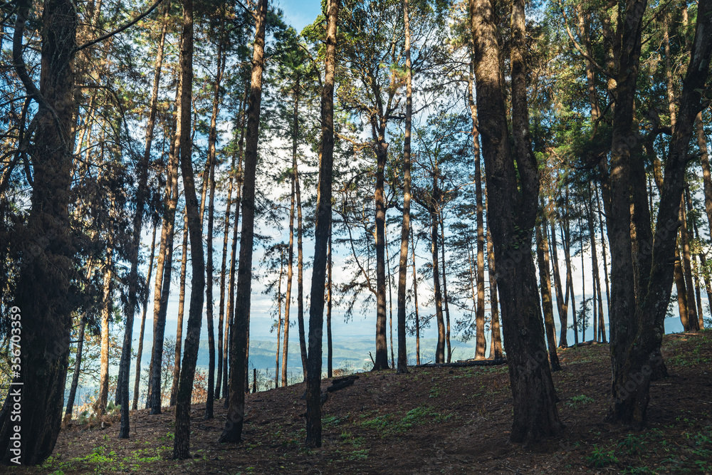 Obraz premium Mountains and green trees during the day