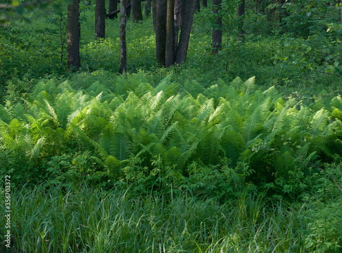 Fern leaves in a forest clearing on a summer morning. Moscow region. Russia