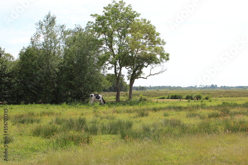 Single cow on pasture with summer forest edge in the Background.