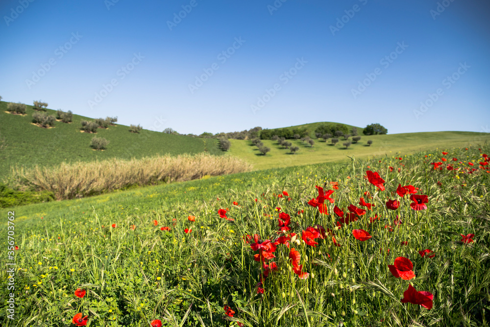 FIELD OF RED POPPIES.