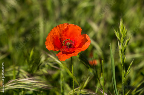 POPPY IN THE GREEN FIELD.