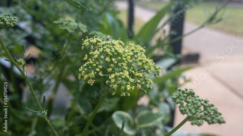 Parsley bolting and going to seed in an apartment container garden