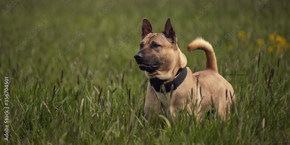 Thai ridgeback dog in the grass Thai ridgeback dog in the grass