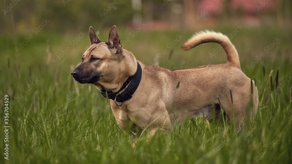 Thai ridgeback dog in the grass