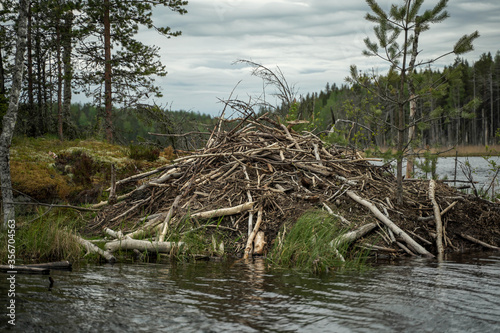  beaver den on the water near the forest