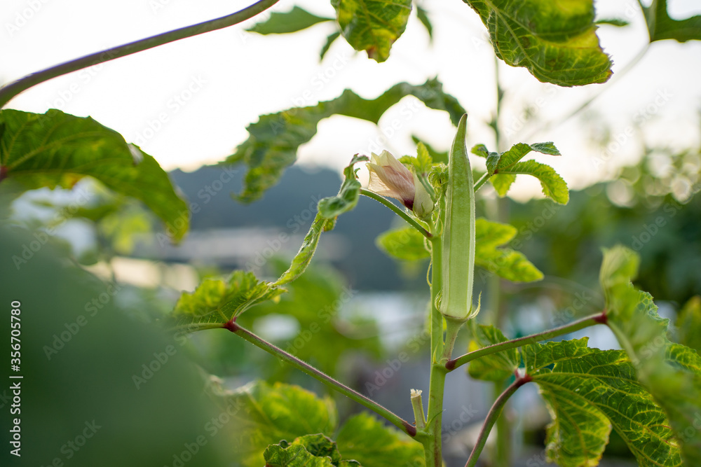 Vegetable ladies finger on plant