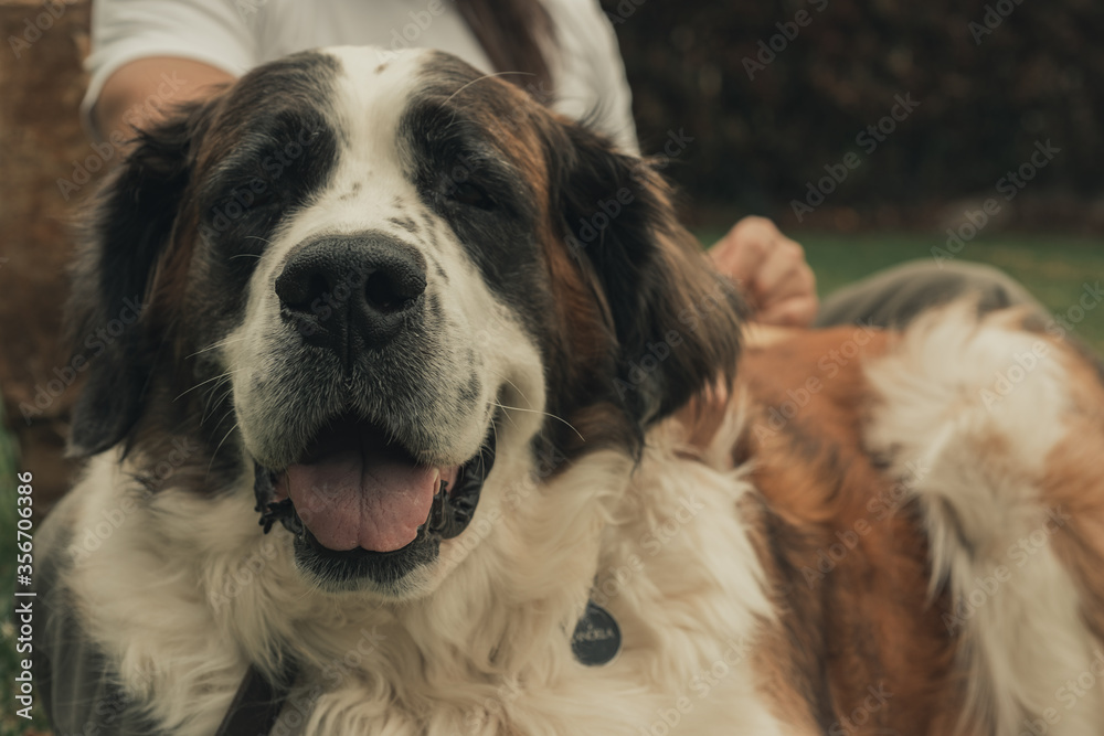 man with dog in the garden