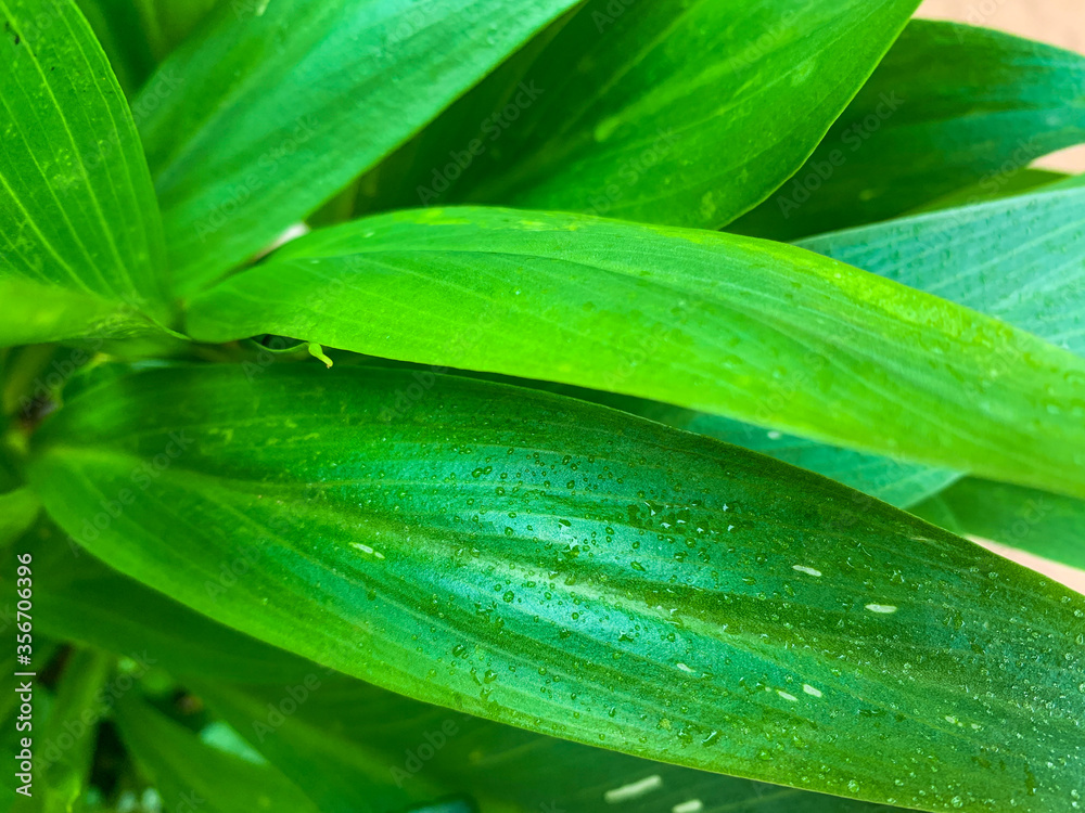 green leaf with water drops green leaf with water drops